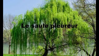 Le saule pleureur [upl. by Llerrehc518]