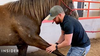 How A Horse Chiropractor Does Adjustments [upl. by Onaimad893]