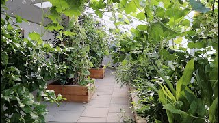 Naturally Cool Greenhouses In The Summer Heat [upl. by Pablo]