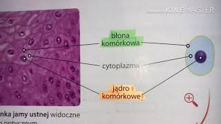 Biologia klasa 522 Budowa komórki zwierzęcej [upl. by Adnuahsal743]