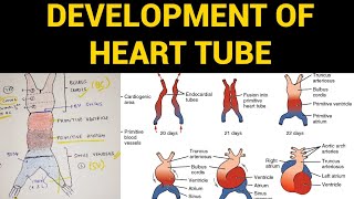 Development of Heart Tube  Heart Embryology [upl. by Schuman596]