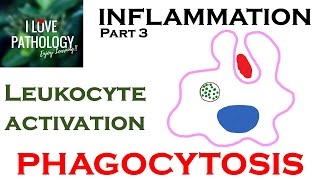 INFLAMMATION Part 3 Leukocyte Activation  PHAGOCYTOSIS [upl. by Kresic]