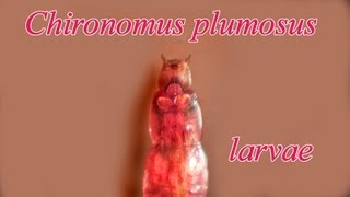 Chironominus plumosus larvae [upl. by Lauer]