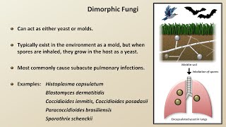 Classification and Structure of Fungi Fungal Infections  Lesson 1 [upl. by Salli]