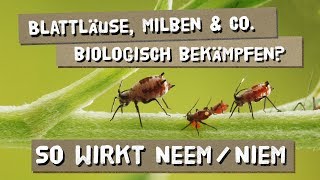 Blattläuse Milben und Co bekämpfen  Wirkungsweise von NeemNiemöl [upl. by Eiromem]