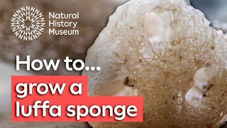 How to grow a luffa sponge [upl. by Rooker285]