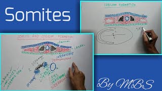 somite and coelom formation [upl. by Faith]