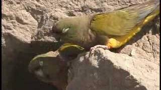 Patagonian Conures [upl. by Isdnil]