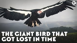 The Giant Bird That Got Lost in Time [upl. by Adirem679]