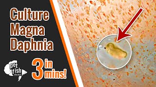 How to culture DAPHNIA MAGNA  The easy way [upl. by Mavilia358]