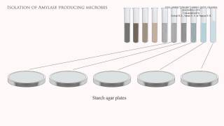 Isolation of amylase producing microbes [upl. by Heida]