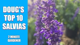 Dougs Top 10 Salvias for your garden [upl. by Eudora212]