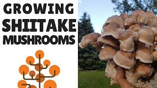 Growing Shiitake Mushrooms [upl. by Llednav830]