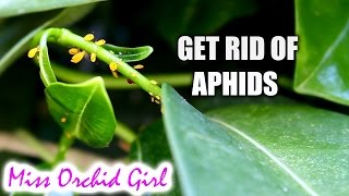 Home made insecticide for aphids that works [upl. by Joung]