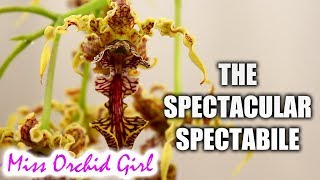 The spectacular Dendrobium spectabile Orchid  Care tips [upl. by Hayouqes209]