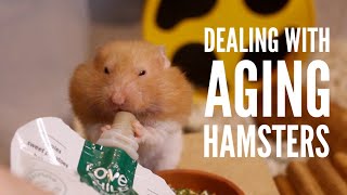 Dealing with an Aging Hamster [upl. by Del]