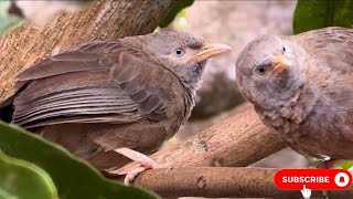 The Yellow billed babbler [upl. by Kelsy]