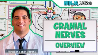 Neurology  Cranial Nerves Overview [upl. by Notneuq719]