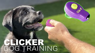 How to Train Your Dog with a CLICKER [upl. by Ahsiekar523]