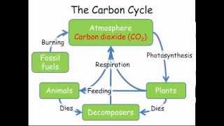 Carbon amp Nitrogen Cycles GCSE Combined Science Biology [upl. by Nepets]