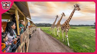 Werribee Open Range Zoo Safari Tour  Australia [upl. by Adnahsed]