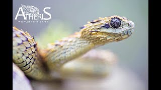 Atheris hispida Uganda African Hairy Bush Viper vipère dragon atherisearth [upl. by Etolas]