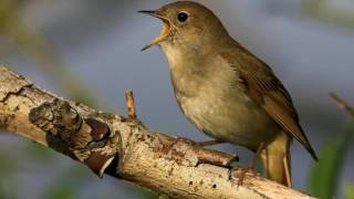 NIGHTINGALE SONG 4 hours REALTIME Beautiful Nightingale Singing BirdsongNature soundspart1 [upl. by Ayotahc]