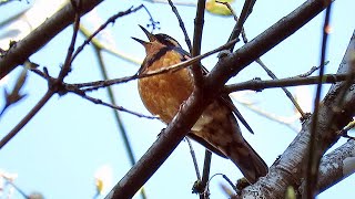 Varied Thrush Singing [upl. by Hpeosj]