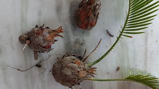 Propagating sago palm cycas plant from pups [upl. by Helbona504]