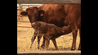 Gestation Labor amp Calving Cow Reproduction Part II [upl. by Dumm394]