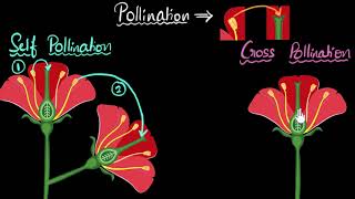 Pollination self amp cross  How do organisms reproduce  Biology  Khan Academy [upl. by Vaden]