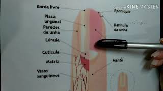 Anatomia das unhas naturais [upl. by Codi154]