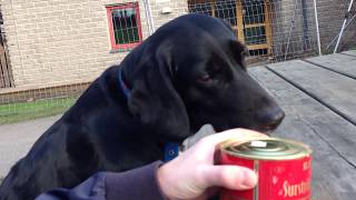 Dogs Try SURSTRÖMMING  quotGetting Crazyquot  Stinky Fish from Sweden Short Version [upl. by Lokkin932]