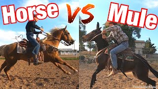 Horse vs Mule Who is Faster 100 Yard Race [upl. by Rydder]