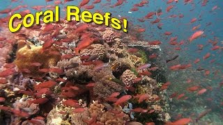 Coral Reef Biology  JONATHAN BIRDS BLUE WORLD [upl. by Elizabeth78]