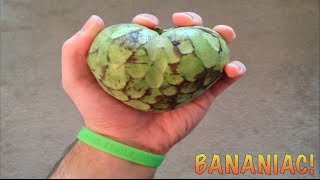 How To Eat A Cherimoya Fruit Custard Apple [upl. by Ahsitul]