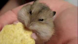 Ultra Cute Russian Dwarf Hamster [upl. by Vahe]