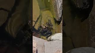 American Bullfrog Hiding [upl. by Tjon]