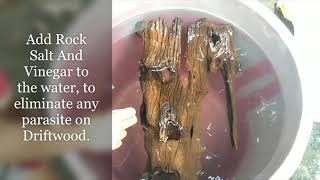 How To Prepare DriftWood For Your Aquarium [upl. by Oer]