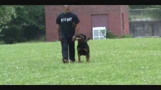 Kingston  26 months Schutzhund Obedience amp Protection Training [upl. by Fishbein]