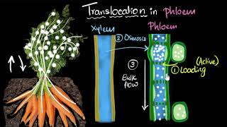 Phloem amp translocation  Life processes  Biology  Khan Academy [upl. by Aneehsak]