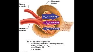 Glomerular Filtration System Urinary [upl. by Ardnohsed345]