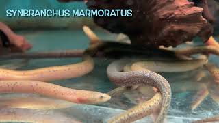 Synbranchus marmoratus [upl. by Anawaj]