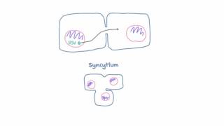 Respiratory Syncytial Virus RSV  Pathophysiology [upl. by Aigil649]