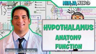 Neurology  Hypothalamus Anatomy amp Function [upl. by Olette]