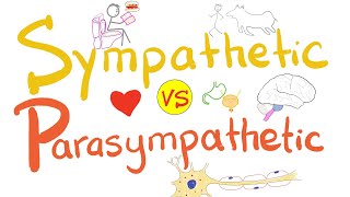 Sympathetic vs Parasympathetic  Autonomic Nervous System ANS  Physiology [upl. by Crooks537]