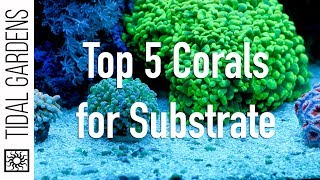 Top 5 Corals for the Substrate [upl. by Cirilo]