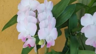 Care Tips for Dendrobium Phalaenopsis Orchids [upl. by Merrel]