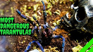 Top 10 Most DANGEROUS Tarantulas [upl. by Nylavad]