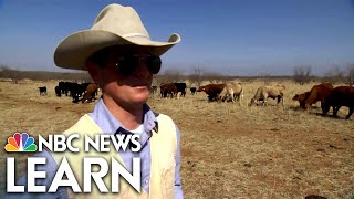 Cattle Ranching in the Texas Panhandle [upl. by Aralomo]